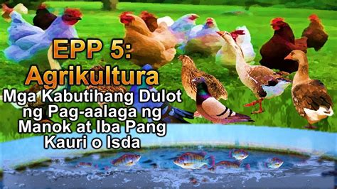 epekto ng belamyl sa manok|Agrikultura .